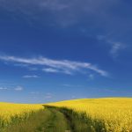 yellow rapeseed field