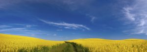 yellow rapeseed field