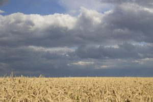 Ukraine. A field of wheat in August.