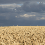 Ukraine. A field of wheat in August.