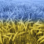 ukraine wheat