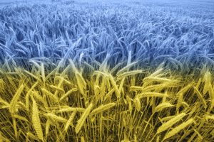 ukraine wheat